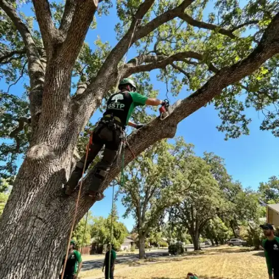Certified arborist climbing a Green Bay oak tree with chainsaw