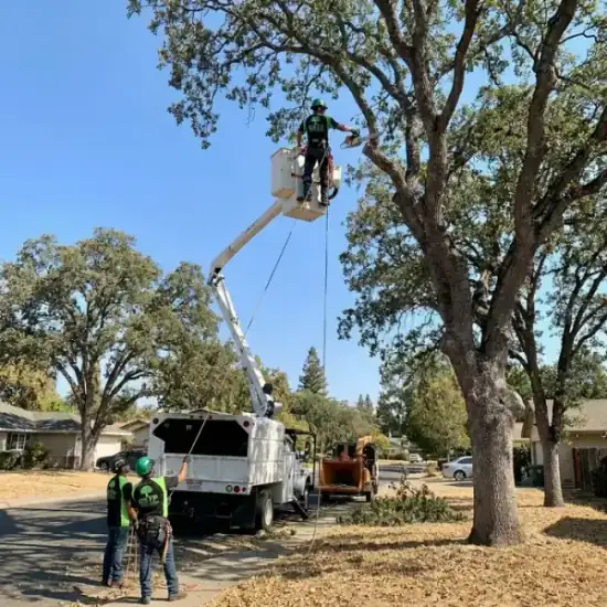 Bucket truck trimming a large oak tree in Green Bay